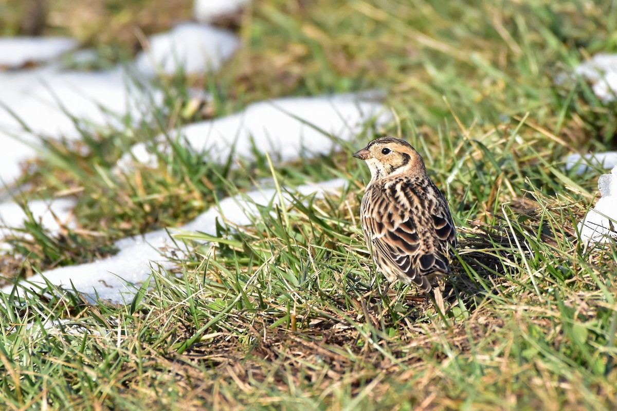Lapland Longspur - ML646649044