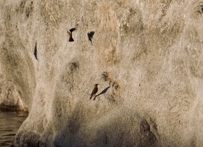 草地鷚 - ML646649046