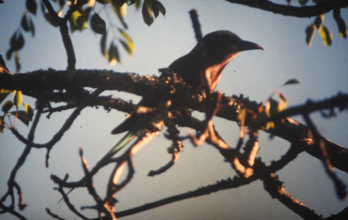 Lilac-breasted Roller - ML646649047