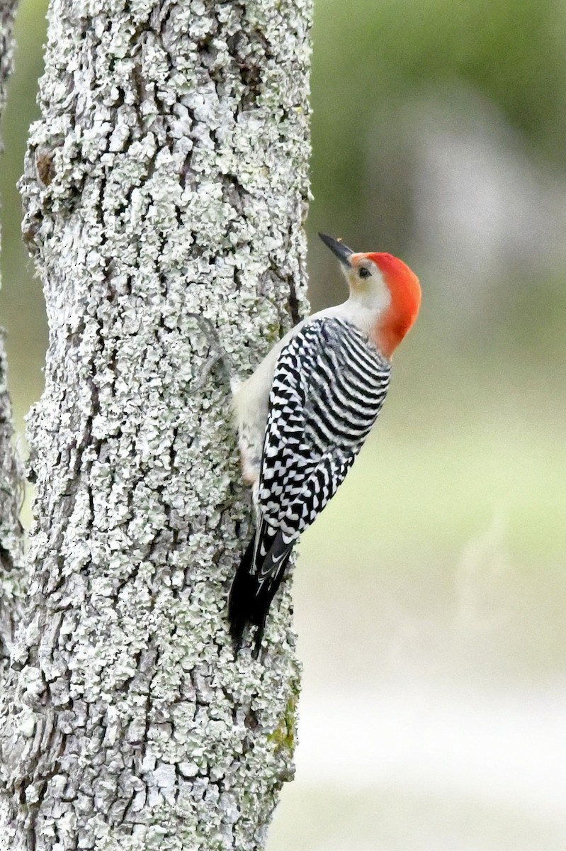 Red-bellied Woodpecker - ML646649048