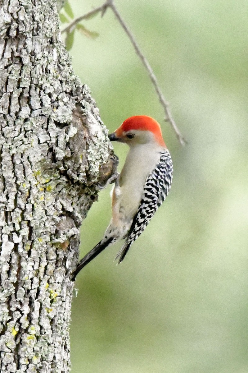 Red-bellied Woodpecker - ML646649049