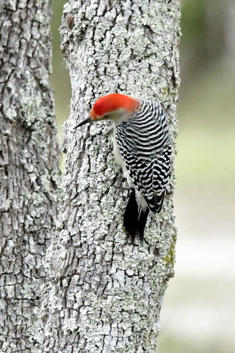 Red-bellied Woodpecker - ML646649050