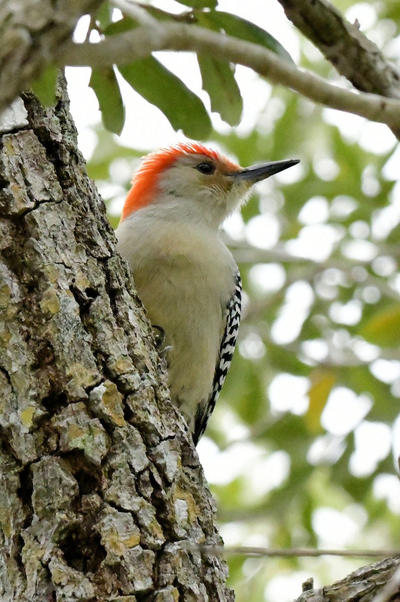 Red-bellied Woodpecker - ML646649051