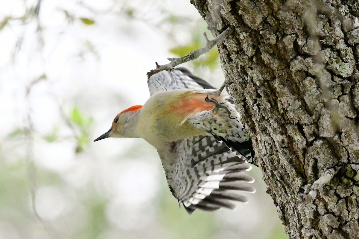 Red-bellied Woodpecker - ML646649052