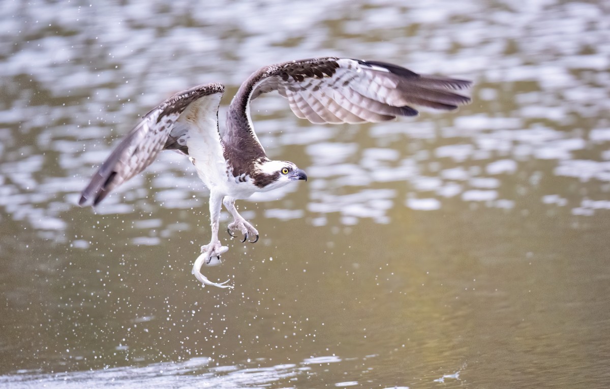 Osprey - ML646649053