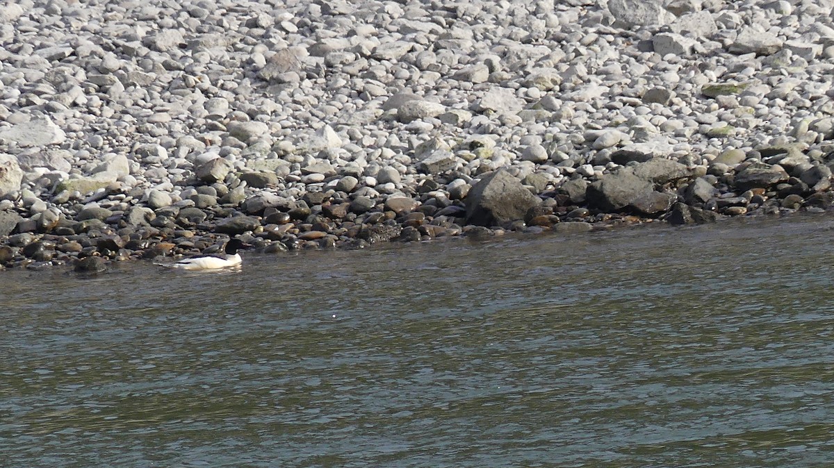 Common Merganser (Eurasian) - ML646649060