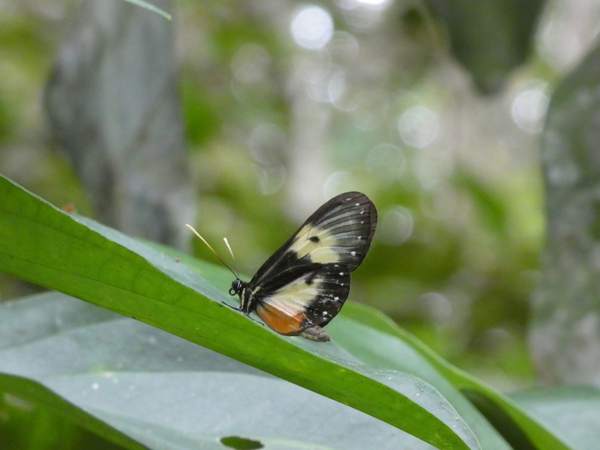 Animaux - ML646649062