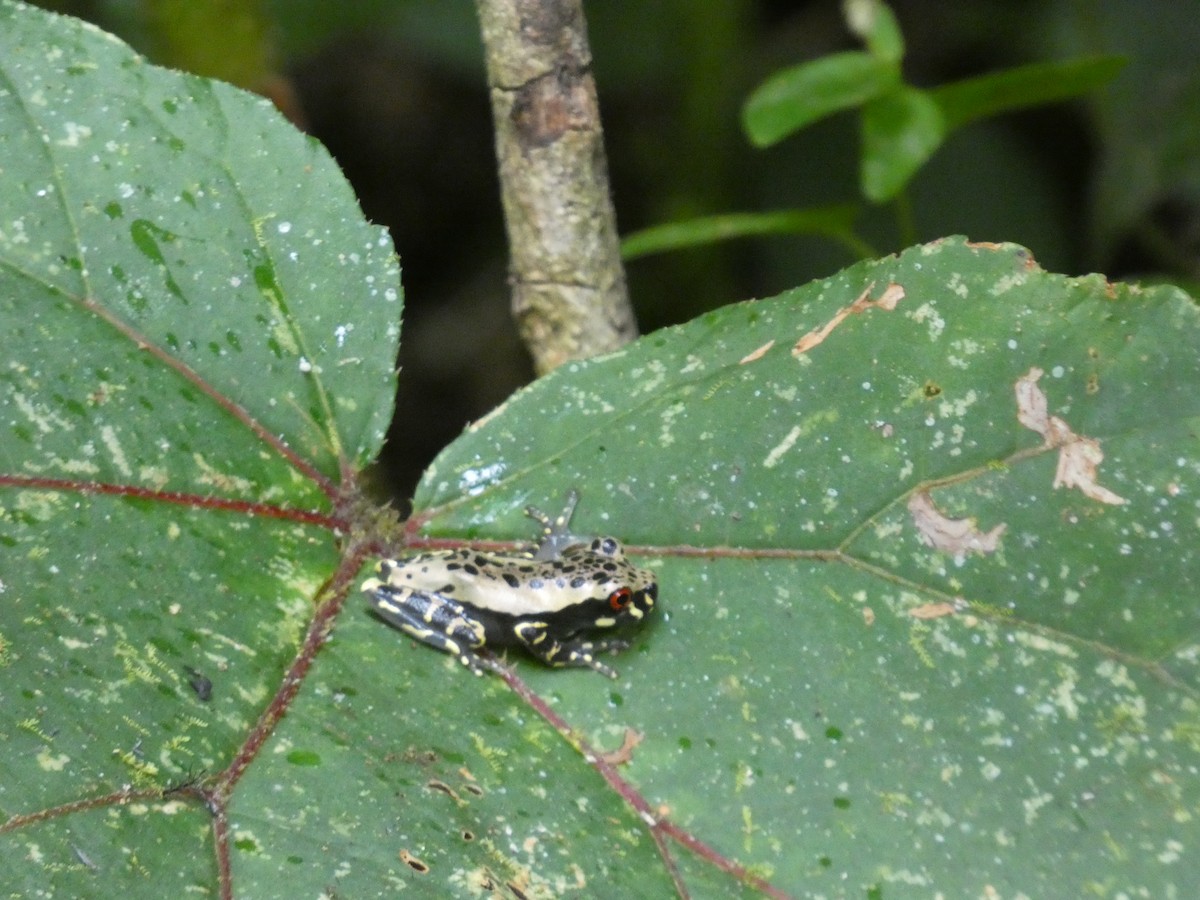 Animaux - ML646649063