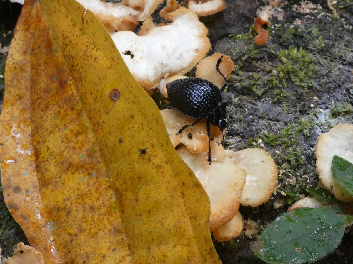 Animaux - ML646649064