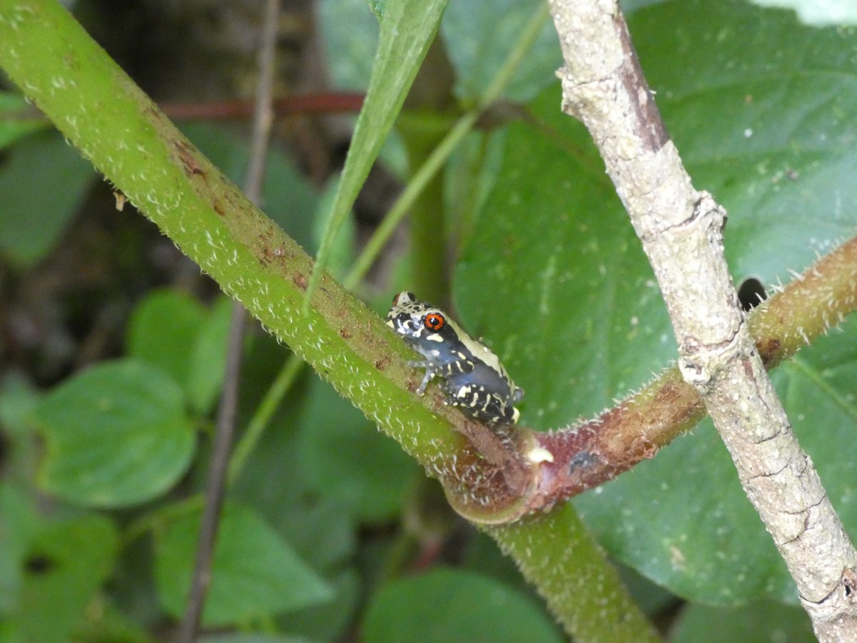 Animaux - ML646649065