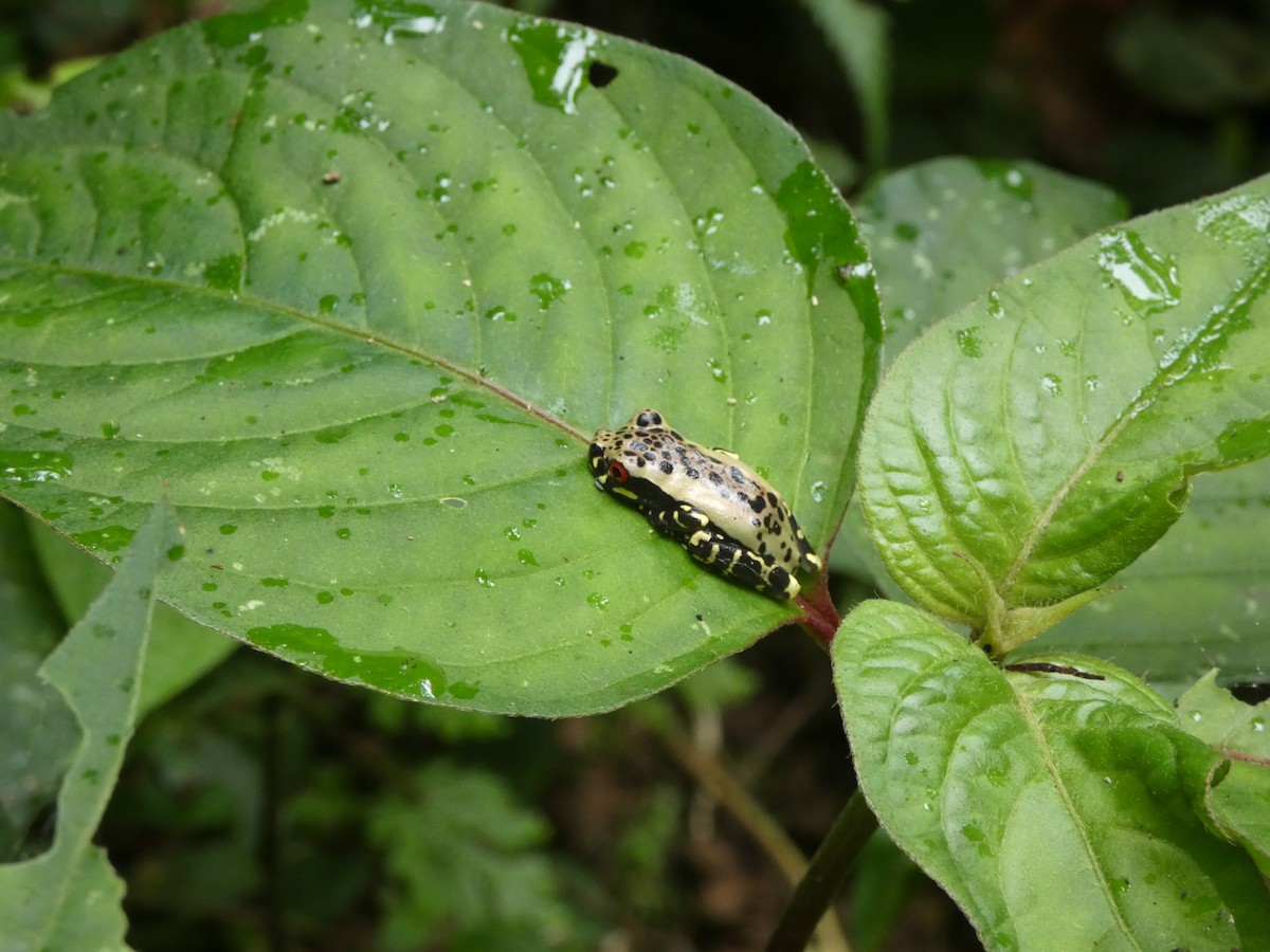 Animaux - ML646649066