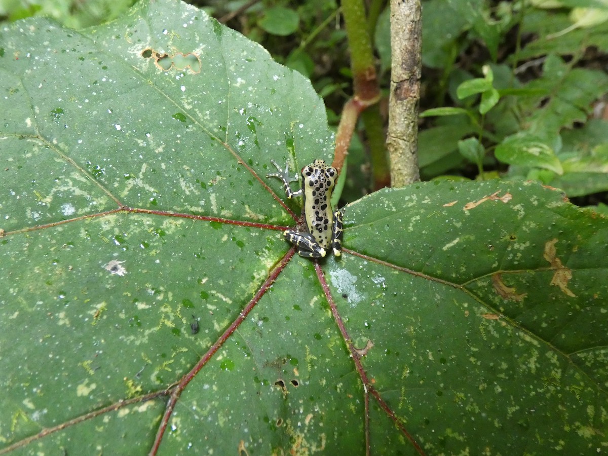 Animaux - ML646649067