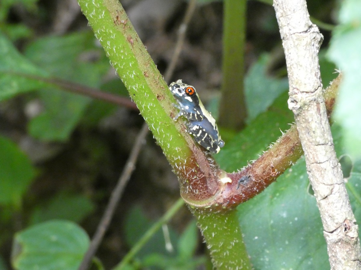 Animaux - ML646649068