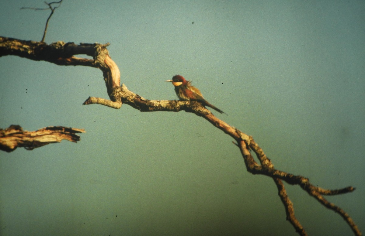 European Bee-eater - ML646649069