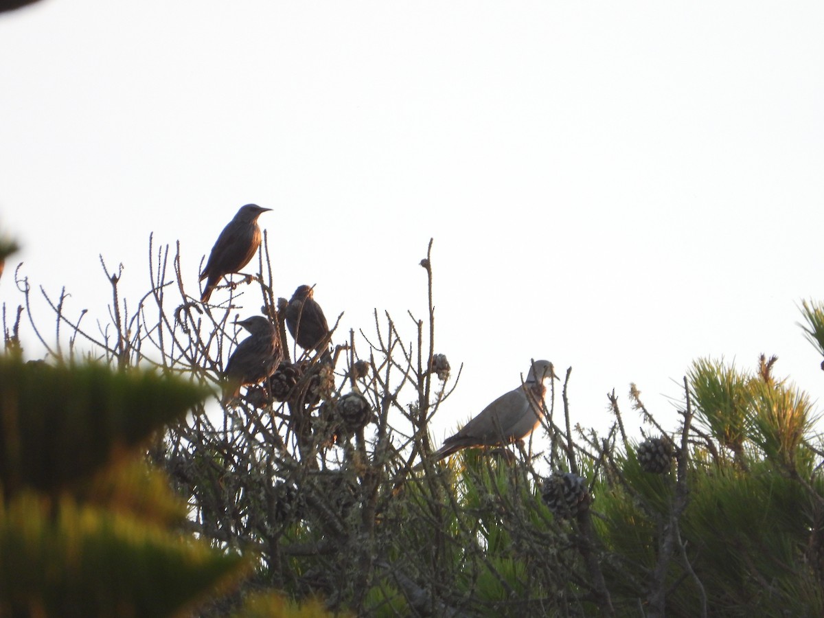 Eurasian Collared-Dove - ML646649071
