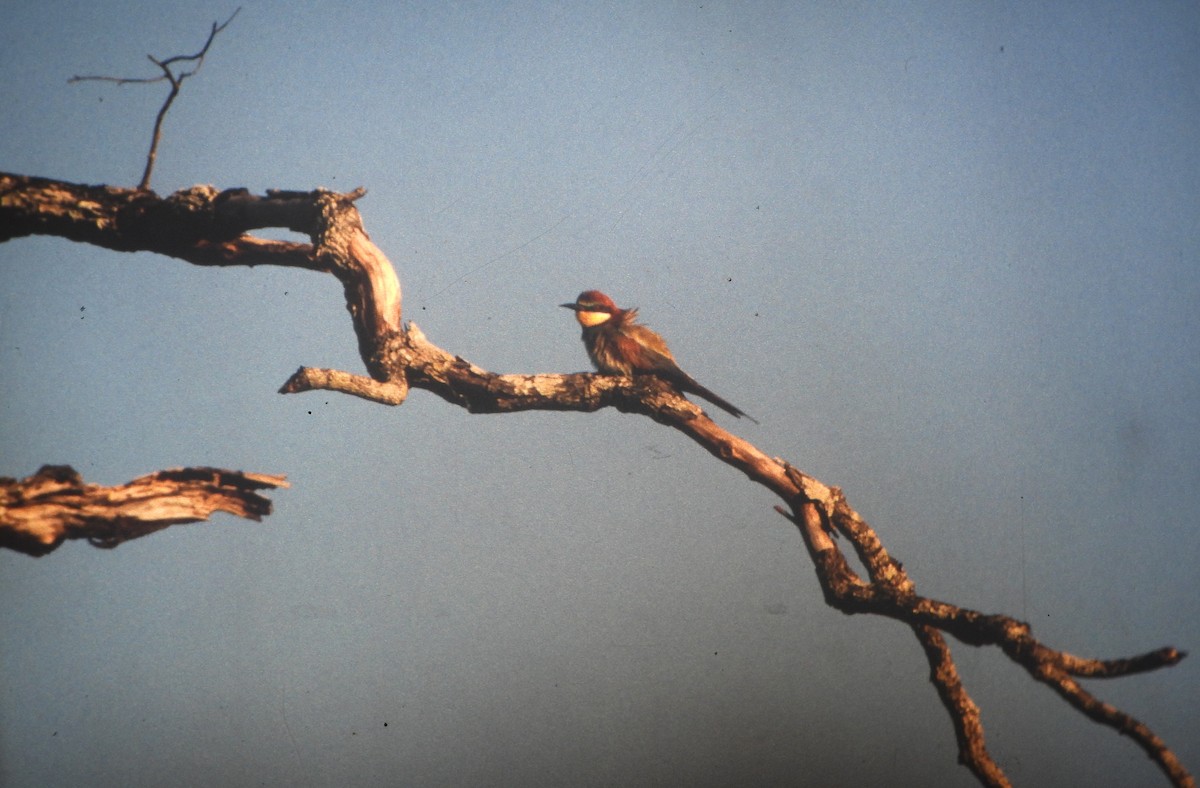European Bee-eater - ML646649077
