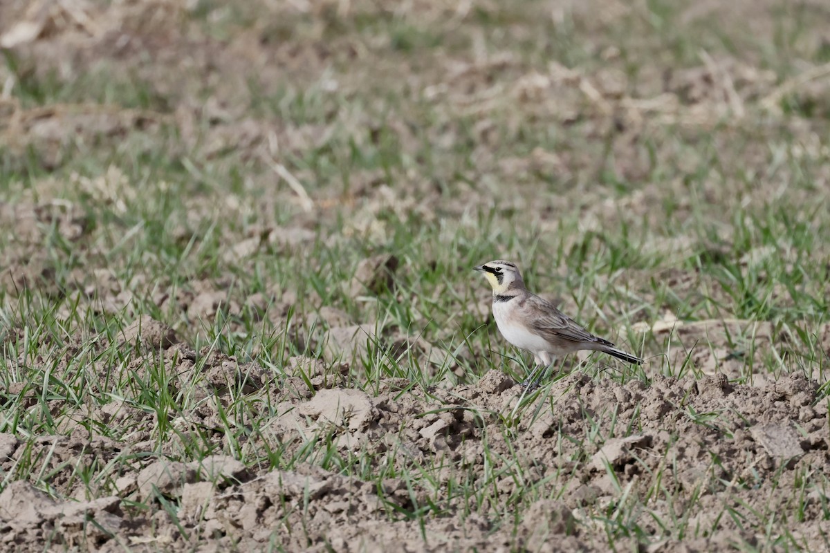 ハマヒバリ - ML646649078