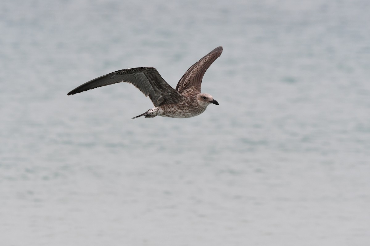 Kelp Gull - ML646649080