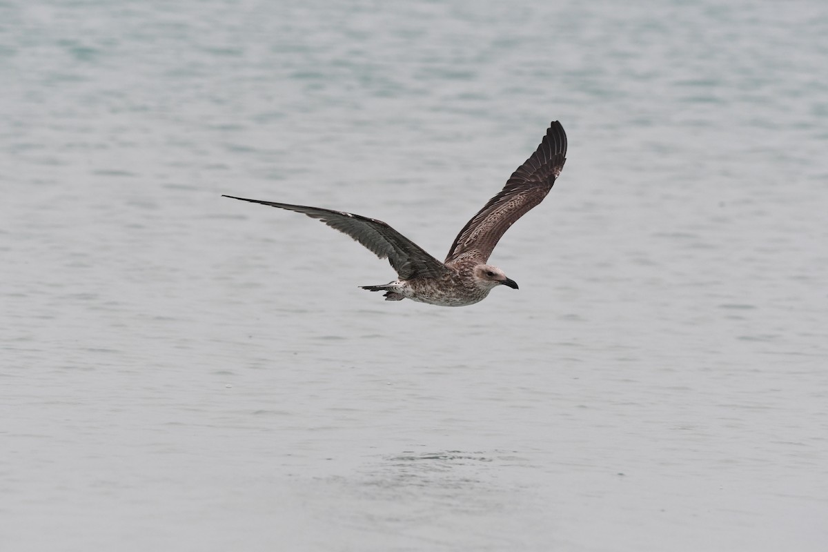 Kelp Gull - ML646649081