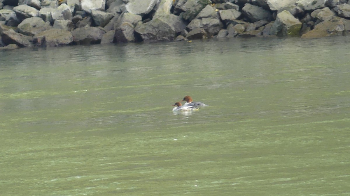 Common Merganser (Eurasian) - ML646649082