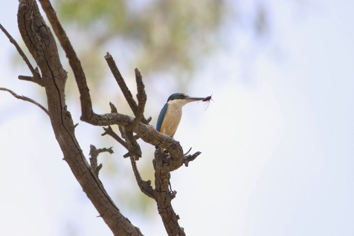 Alción Sagrado - ML646649085