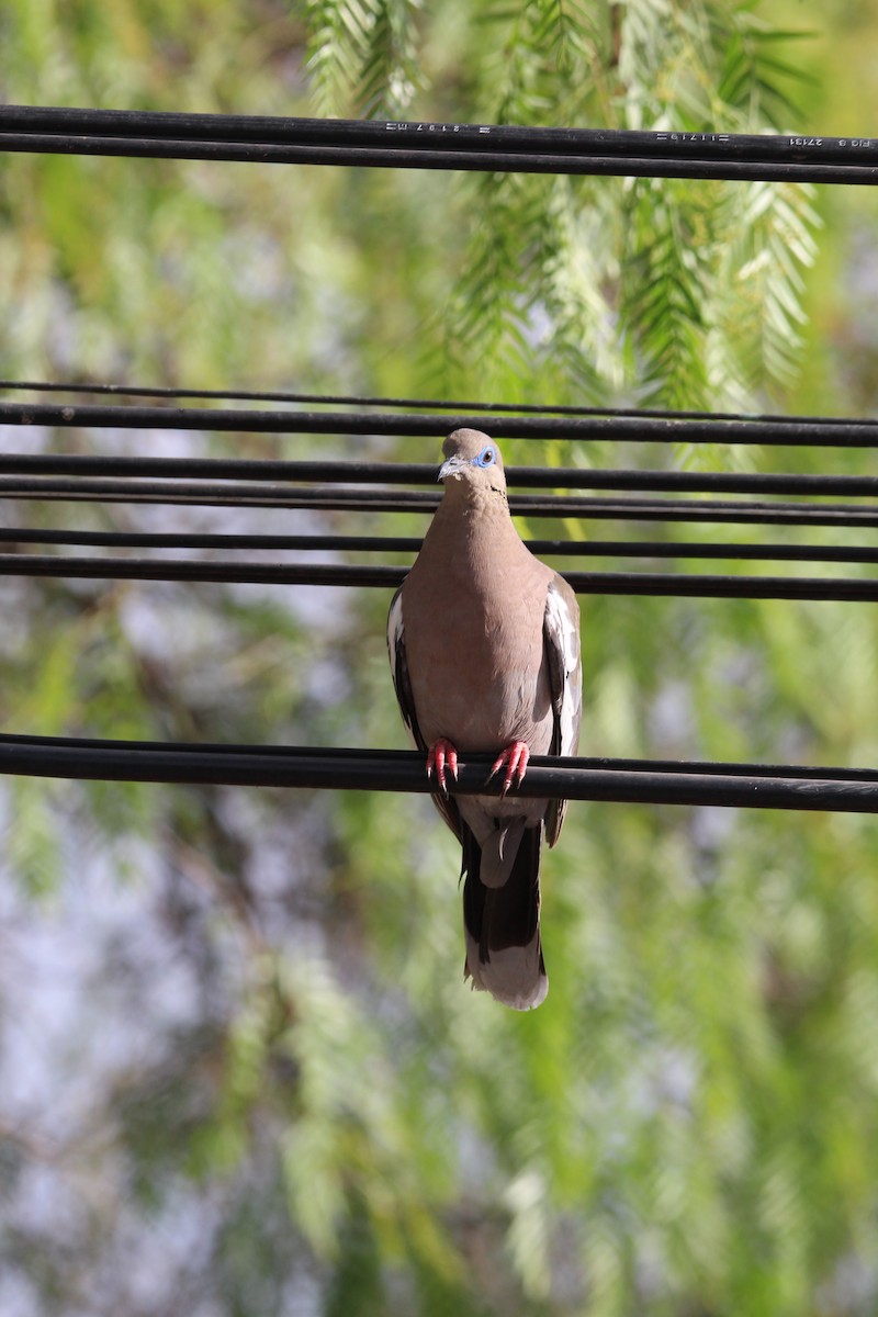 West Peruvian Dove - ML646649091