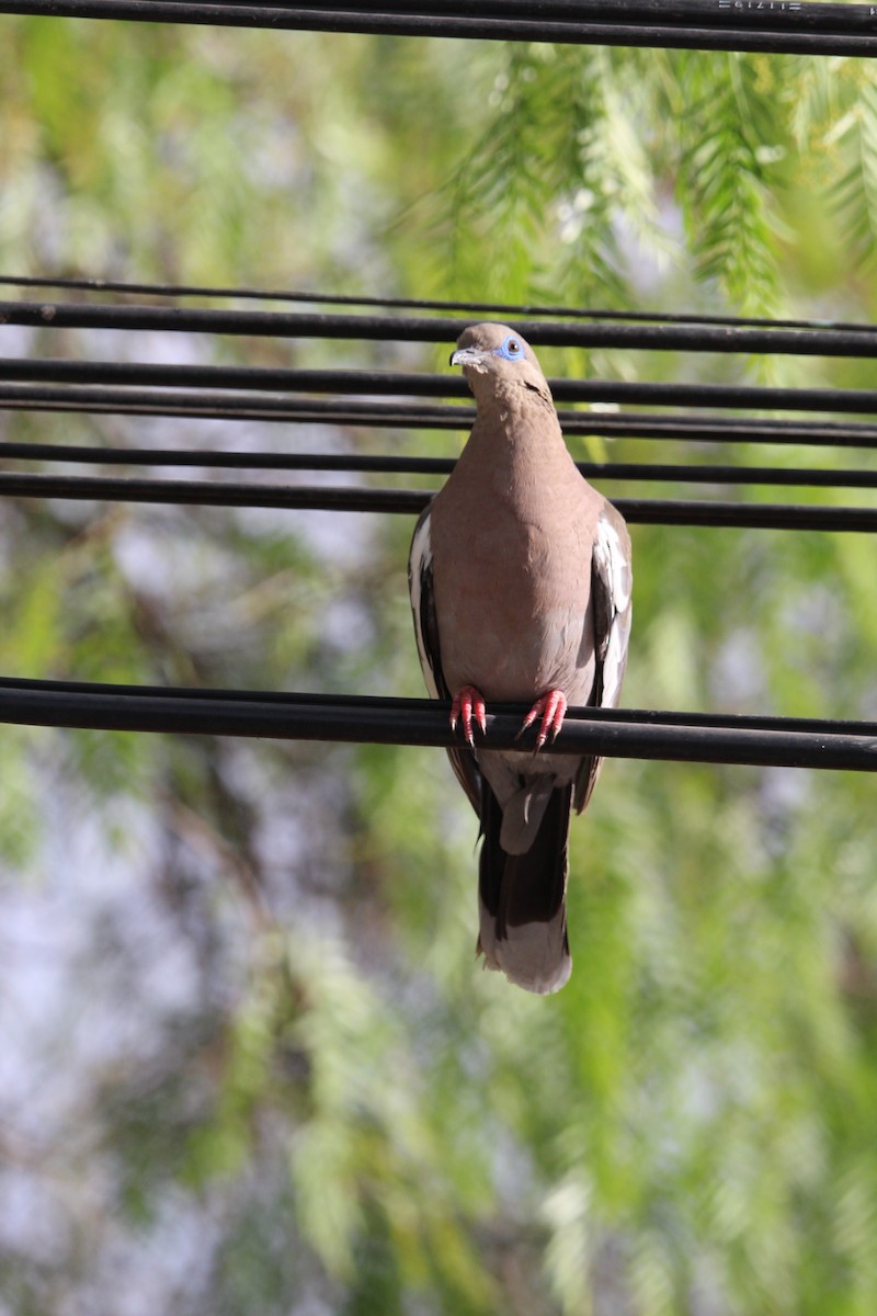 West Peruvian Dove - ML646649092
