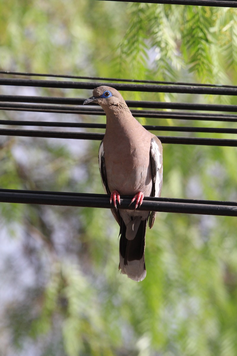 West Peruvian Dove - ML646649093