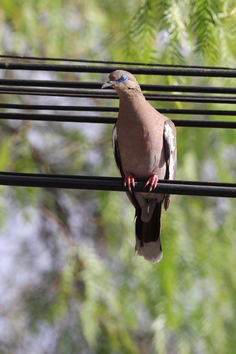 West Peruvian Dove - ML646649094