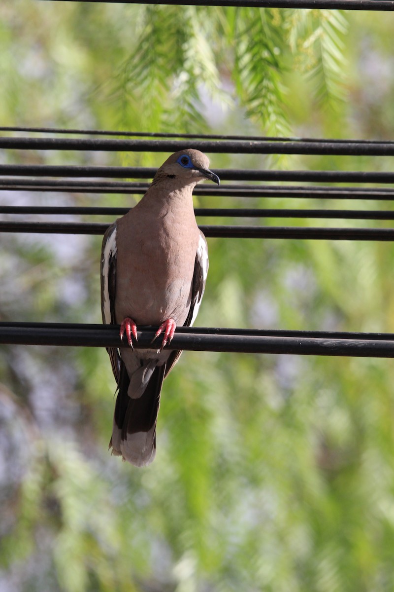 West Peruvian Dove - ML646649095