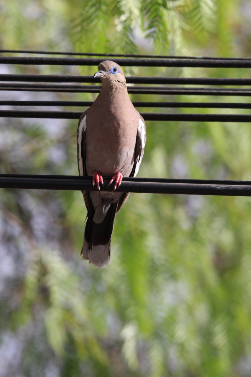 West Peruvian Dove - ML646649096