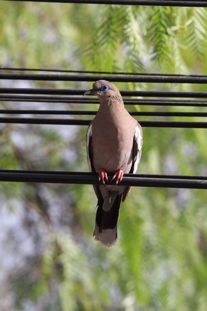 West Peruvian Dove - ML646649097