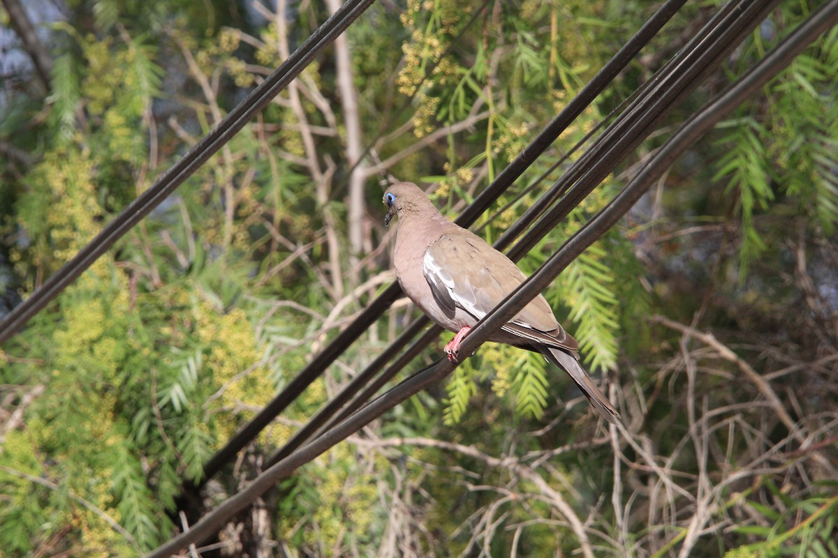 West Peruvian Dove - ML646649098