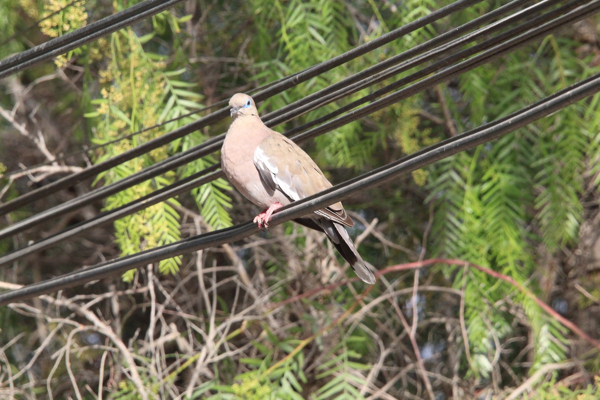 West Peruvian Dove - ML646649099