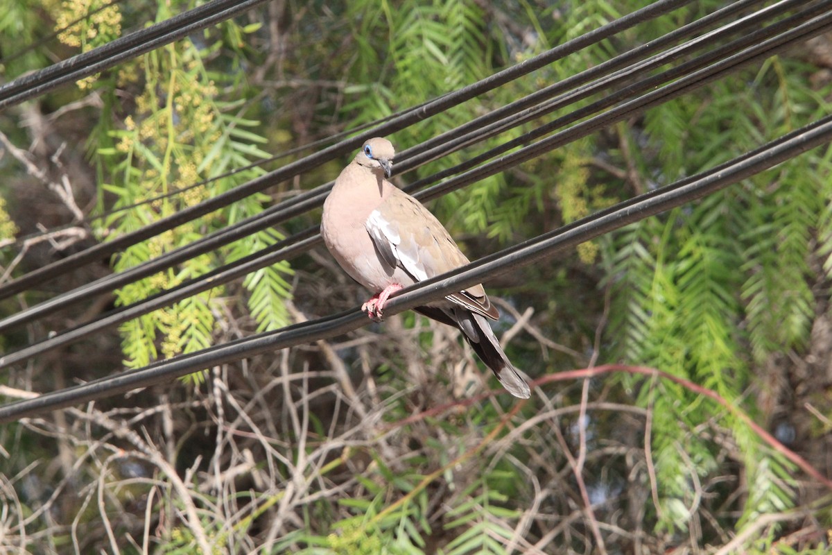 West Peruvian Dove - ML646649100