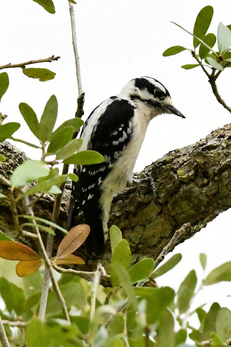 Pic mineur - ML646649105