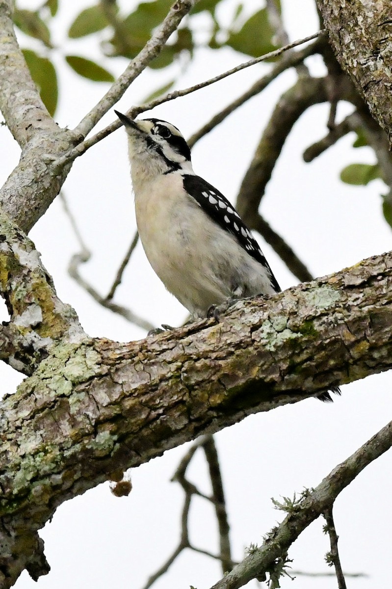 Downy Woodpecker - ML646649106