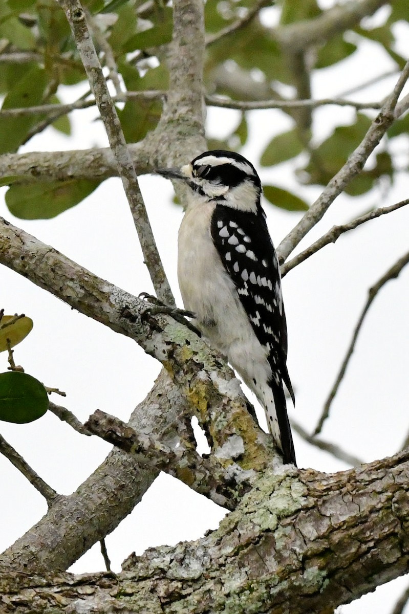 Pic mineur - ML646649107