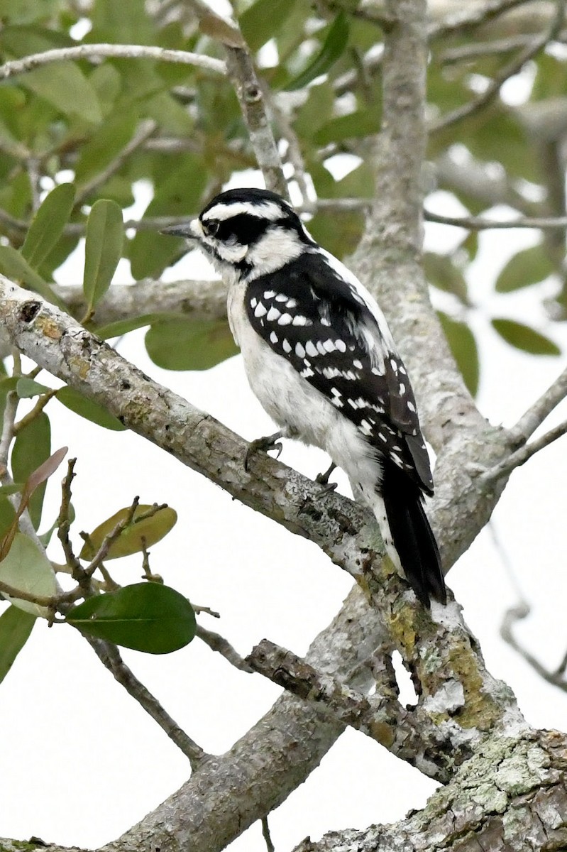 Pic mineur - ML646649108