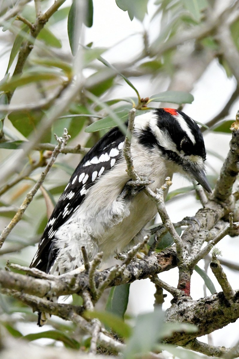 Pic mineur - ML646649109