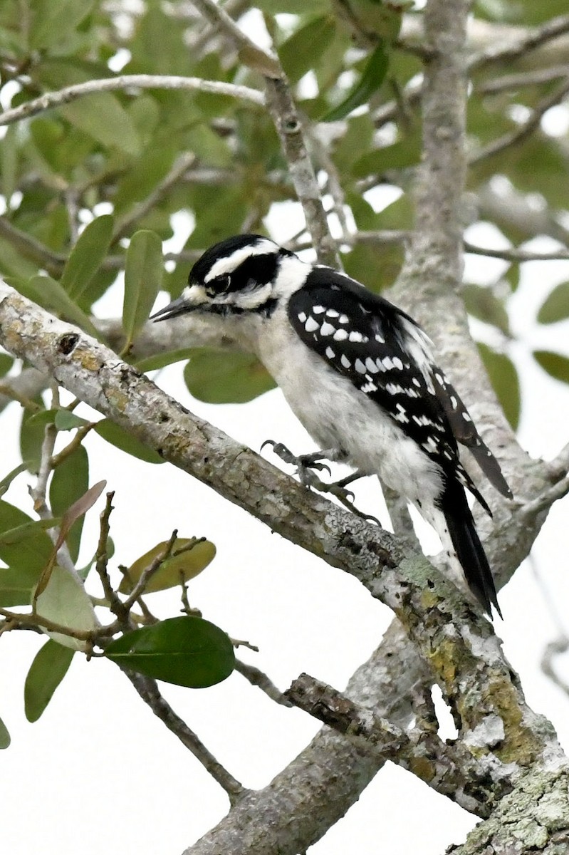 Pic mineur - ML646649110