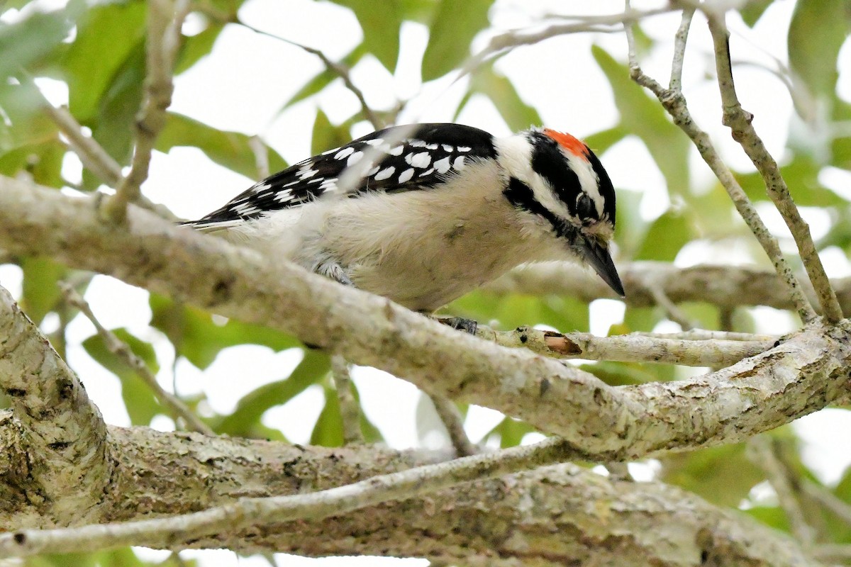 Pic mineur - ML646649111