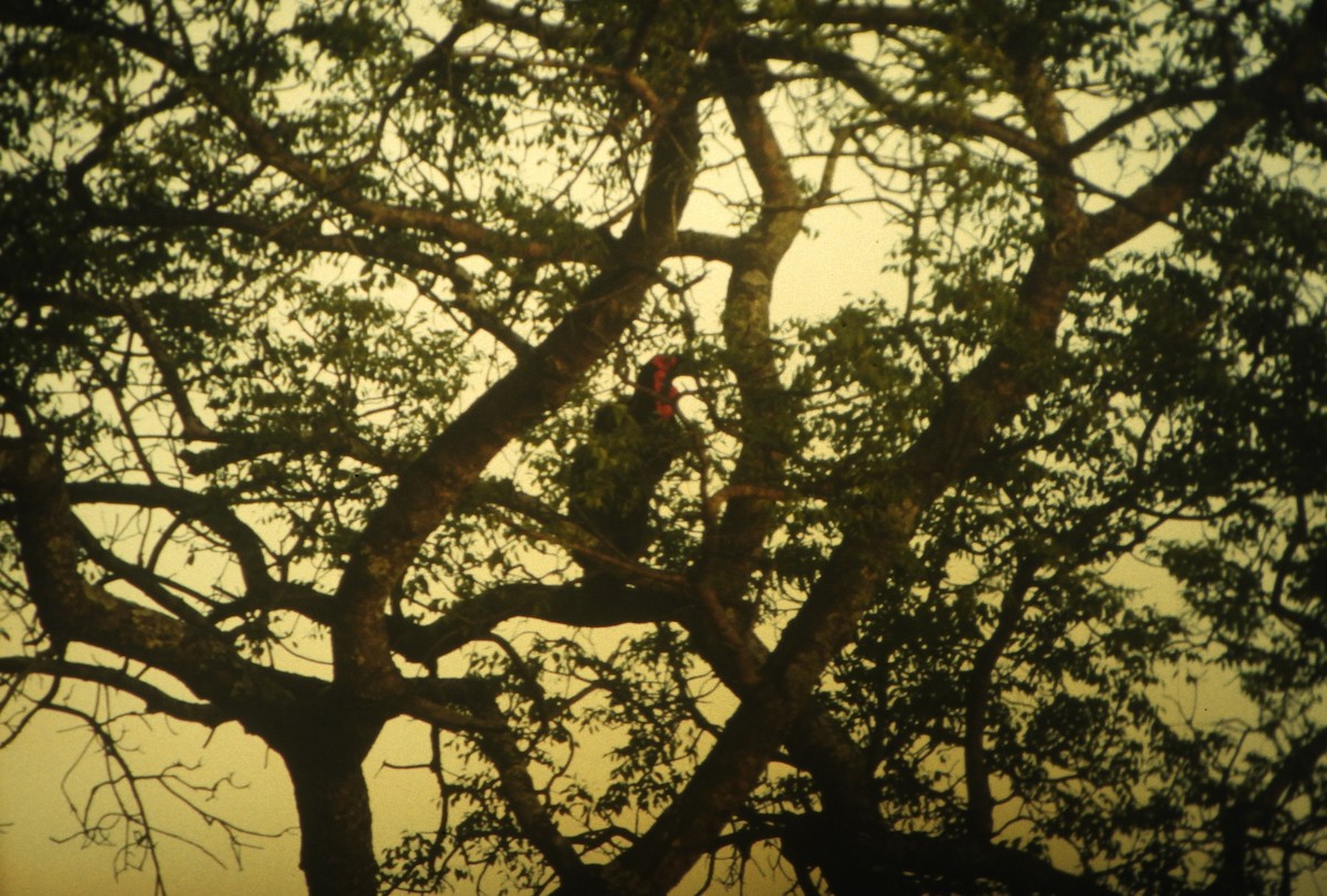 Southern Ground-Hornbill - ML646649113