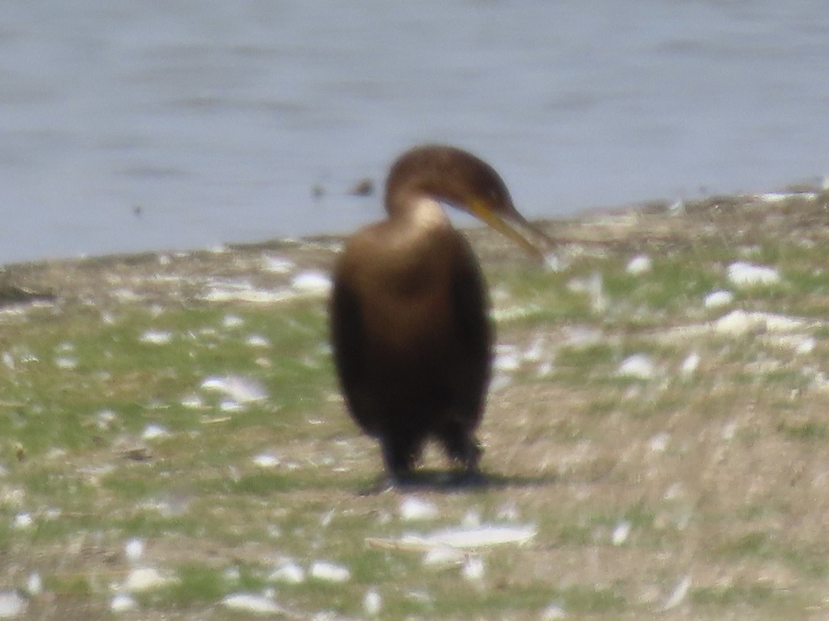 Cormoran à aigrettes - ML646649114