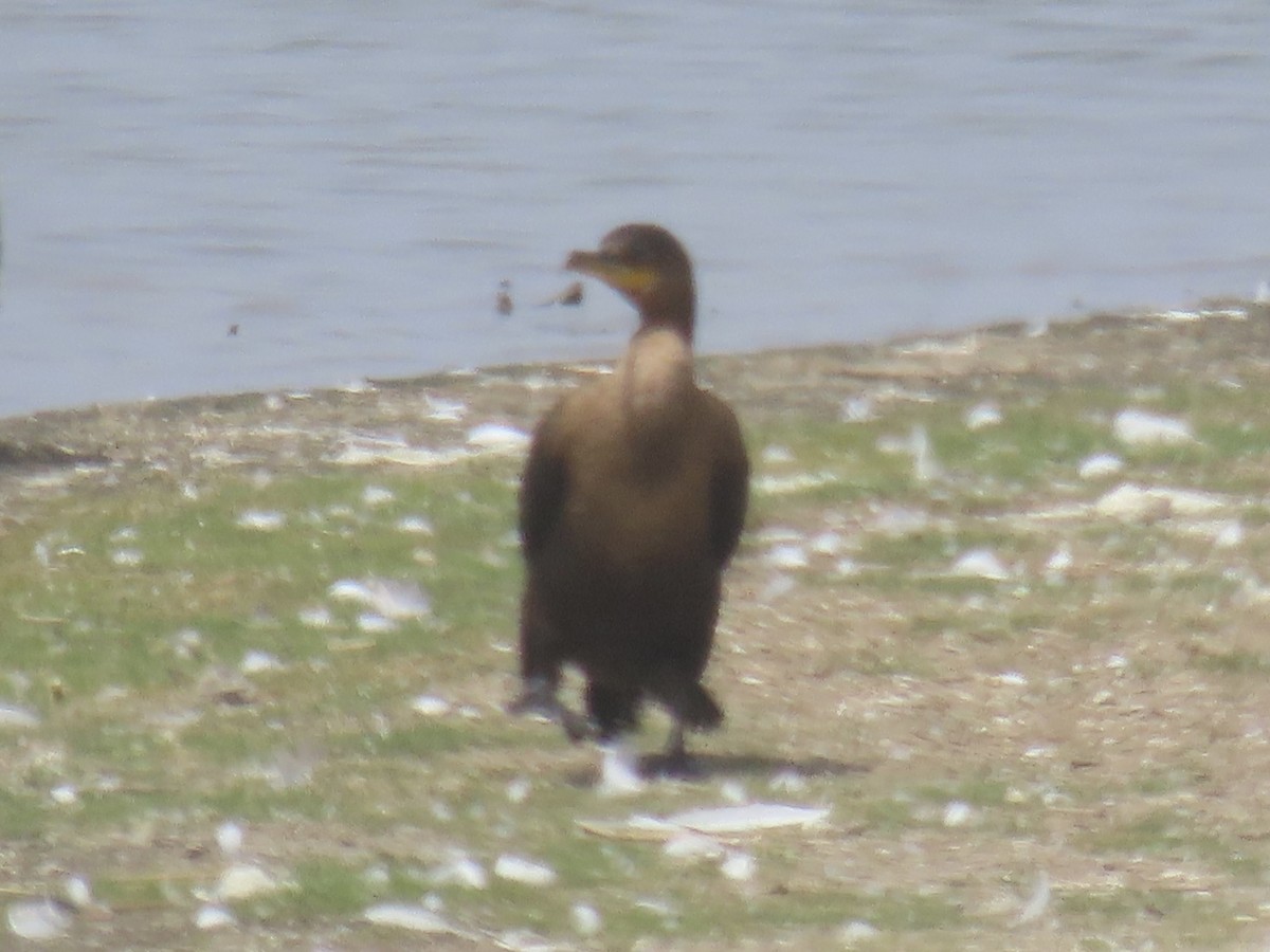 Cormoran à aigrettes - ML646649115