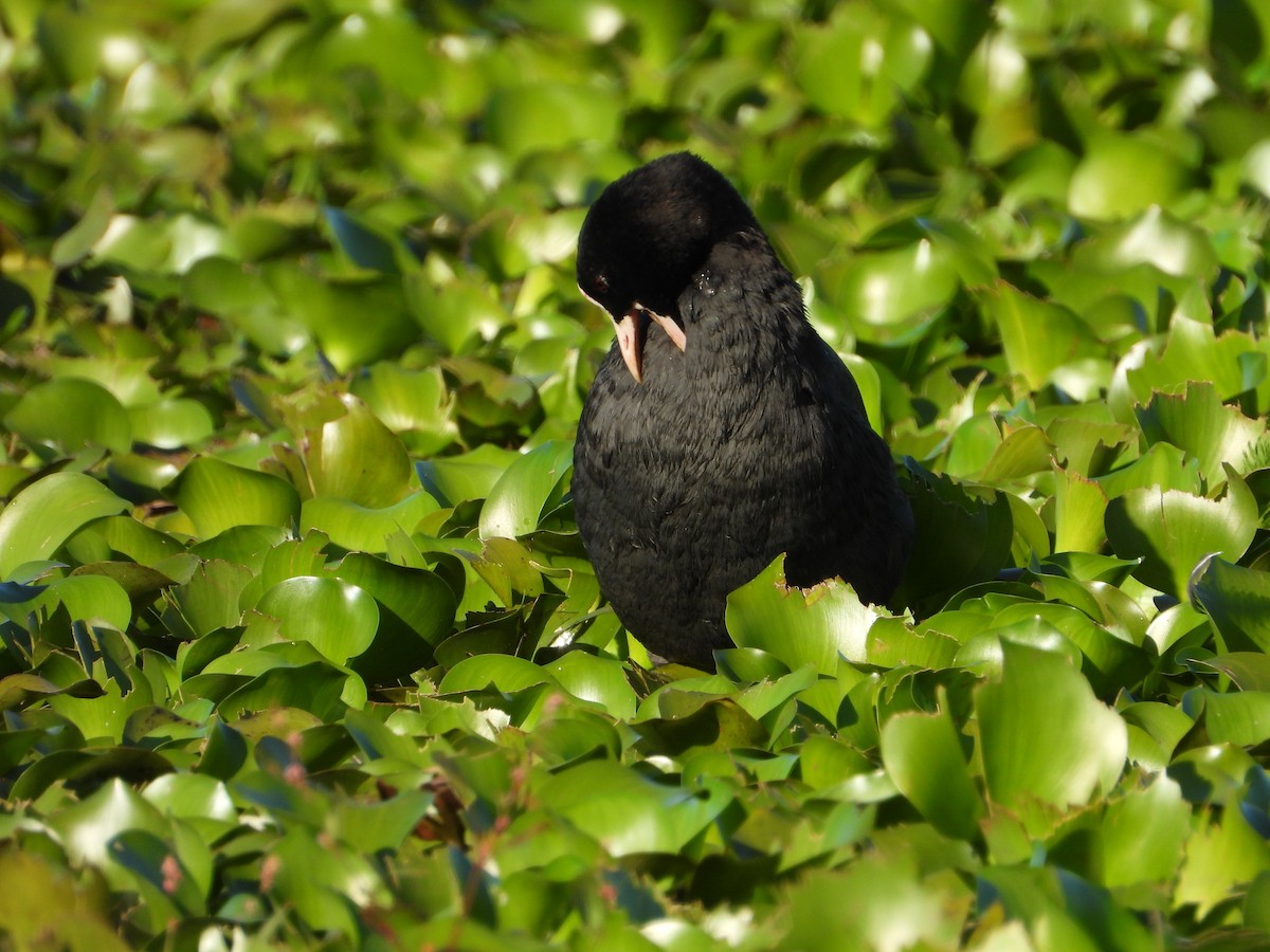 Foulque macroule - ML646649116