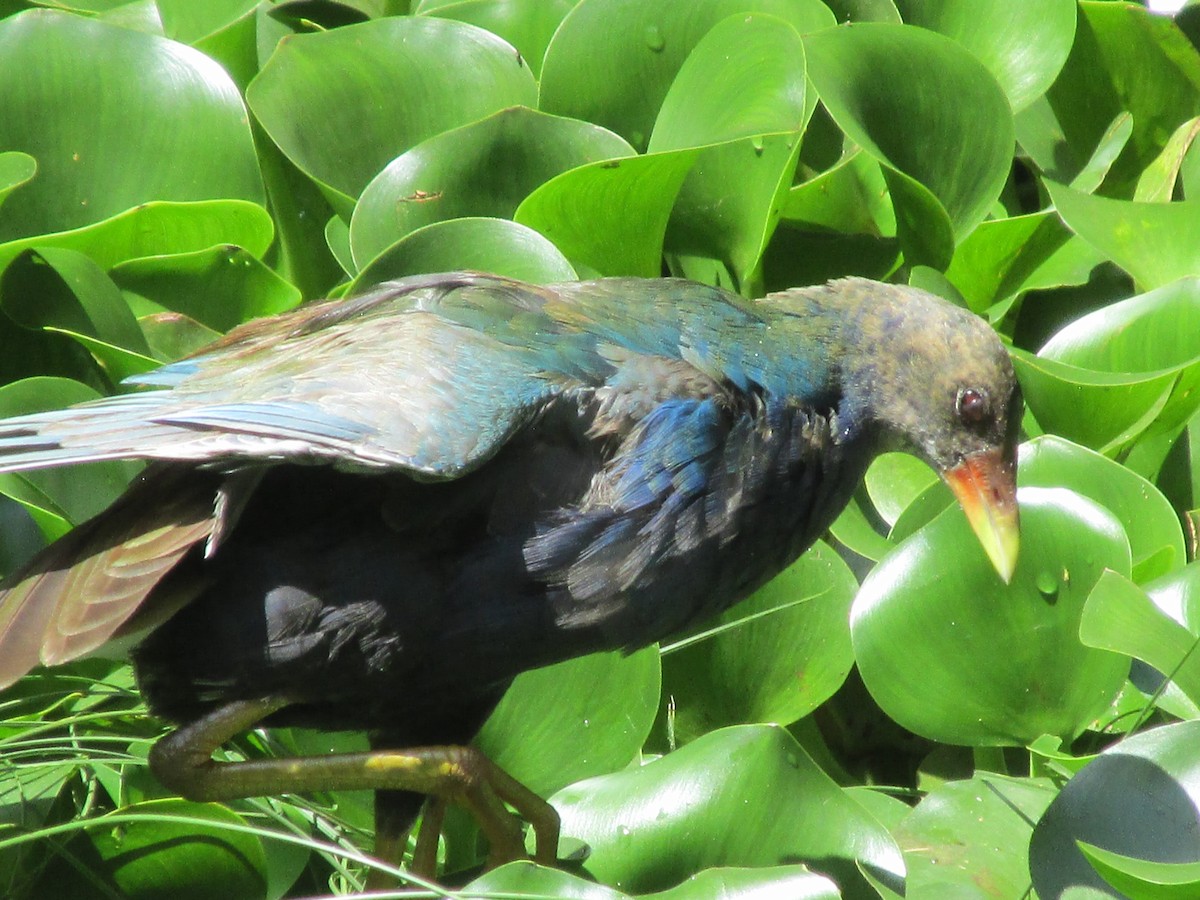 Talève violacée - ML646649117