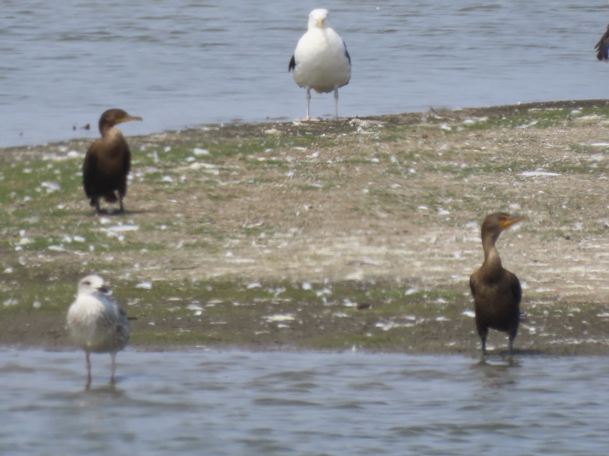 Cormoran à aigrettes - ML646649118