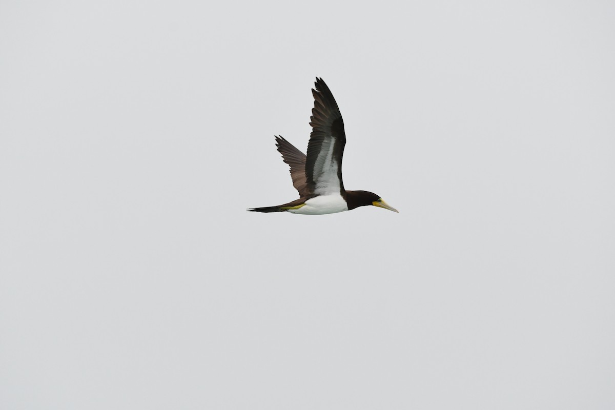 Brown Booby - ML646649119