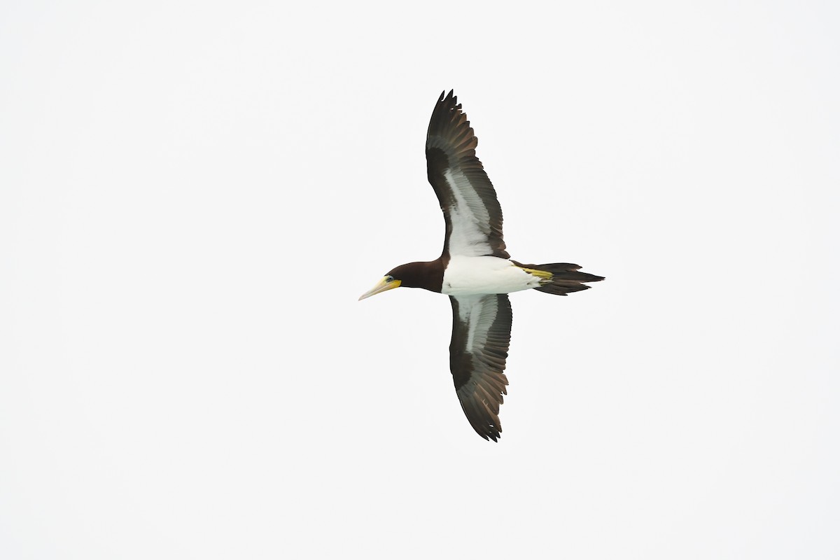 Brown Booby - ML646649120